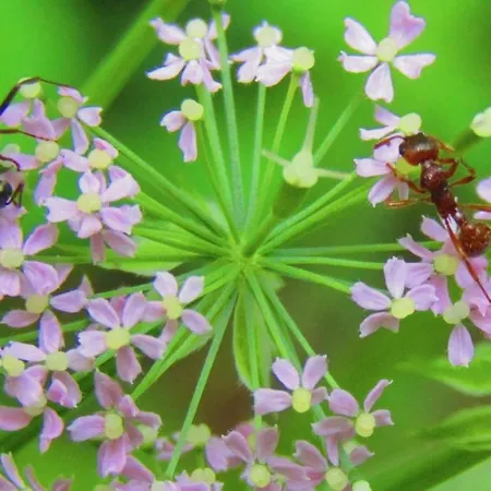 Appartement Les Fremi'zh Saint-Maurice-sur-Moselle