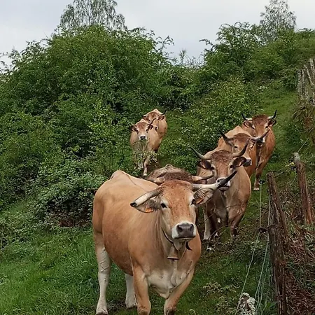 Appartement Les Fremi'zh *