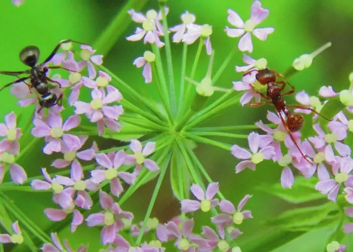 Apartmán Les Fremi'zh Saint-Maurice-sur-Moselle